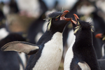 Rockhopper Penguins Courting