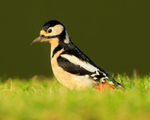 Great Spotted Woodpecker (adult female), Worcestershire