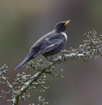 Male Ring Ouzel
