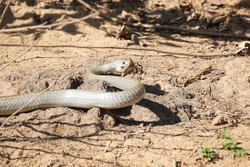 Snake with Toad