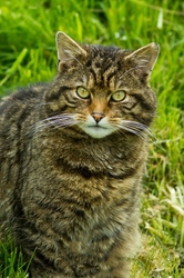Wild Cat