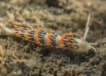 Trinchesia cuanensis