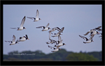 Oyster Catchers