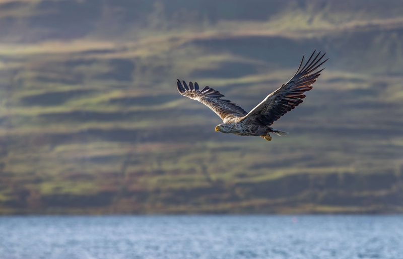 White Tailed Eagle - Isle of Mull - Scotland