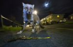 Halloween fox, the fox is eating leftover eggs children, Bristol