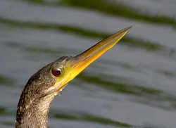 Birds 047