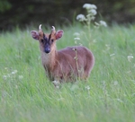 Muntjac Deer.