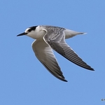 Little Tern (Sterna albifrons) juv