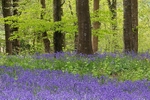 Delcombe Woods 2