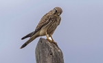 Kestrel