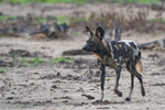 African Hunting Dog