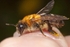 Andrena nitida (f)