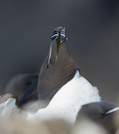 Razorbill, Lunga, Treshnish Isles, Inner Hebrides, Scotland