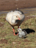 Andean Goose, adult & gosling, Machuca, Chile