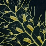 Southern bladderwort (Utricularia australis) 