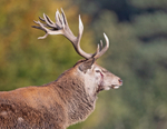 Red Deer - Cervus elaphus