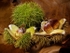 Sweet Chestnuts #1