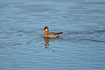 Red-necked Phalarope