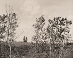 Trees on Hillside, Kansas, 1989