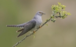 Male Cuckoo