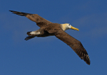 Waved Albatross