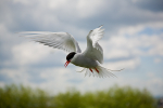 Arctic Tern