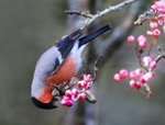 Male Bullfinch eating berries