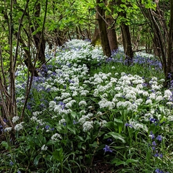 Garlic Pathway