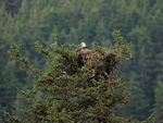 Bald Eagle nest near Whittier, Prince William Sound, Alaska