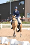 060-Felicity.HendySheepcote.Champion.Star portfolio