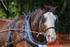 Clydesdale tacked up portrait 3. 0A3A7923