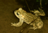 Natterjack Toad (2)