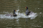 Sparring Moorhens! 5 of 6