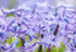 10th March Hyacinths