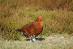 Red Grouse