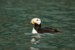 Swimming Horned Puffin, Duck Island, Alaska