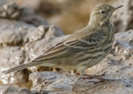 Rock Pipit 1