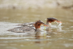 Two Common Mergansers swimming, Silver Salmon Creek, Alaska