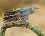 Cuckoo (male) takes off, Scotland