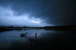 Mute swans at dusk on Chew Valley Lake in Somerset_003