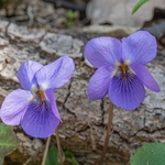 Common dog violet (Viola riviniana) also  known as Wood violet