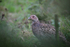 Female Phesant_AN075