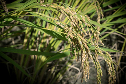 Autumn Rice portfolio