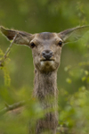 Red Deer, Isle of Mull