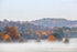 Autumn Trees in the Mist