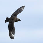 Great Skua in flight, Jokulsarlon, Iceland