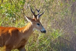 marsh deer 1