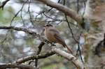 Siberian Jay