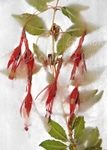 Fuscia