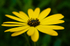 Flower - Daisy - 0299